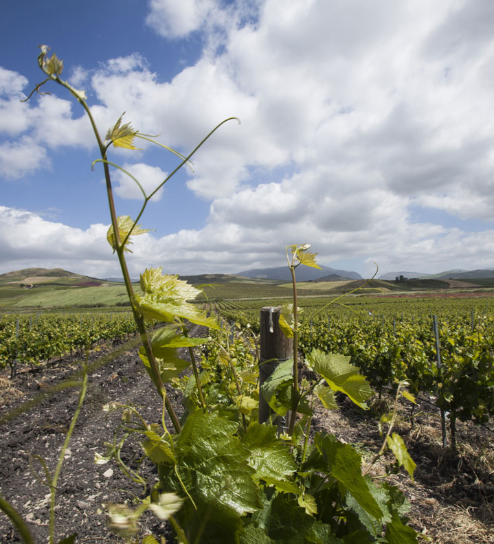 Agriturismo Portella della Ginestra